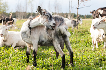 Obraz premium gray goat full-size view