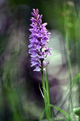 Naklejka premium Orchidee im Ortelsbruch