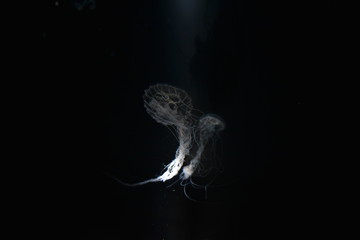 jellyfish in water