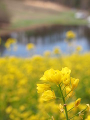 菜の花畑