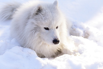 Beautiful dog Samoyed in the forest in the park on the snow