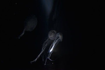 smoke on black background