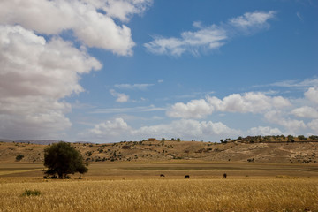 Farmland landscape in the Moroccan country side