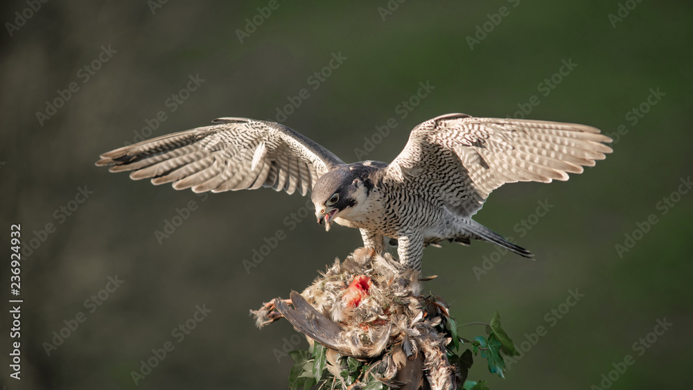 Poster a close up of a peregrine falcon perched on the top of a post with a half eaten red legged partridge