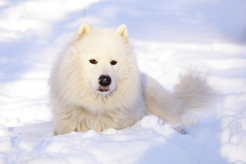 Obraz na płótnie Canvas Beautiful dog Samoyed in the forest in the park on the snow