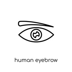 Naklejka premium Human Eyebrow icon. Trendy modern flat linear vector Human Eyebrow icon on white background from thin line Human Body Parts collection