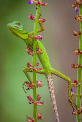 chameleon on a branch