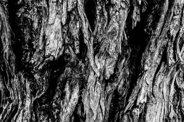 Fototapeta na wymiar A tree bark