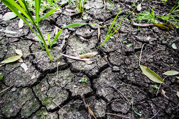 Cracked soil