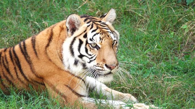 4K Great tiger male in the nature habitat. Tiger  the golden light time. Wildlife scene with danger animal. Hot summer in thailand. Dry area with beautiful indian tiger, Panthera tigr