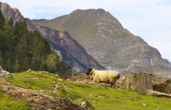 Grazing sheep on the meadow with mountains on bacground, valley of Gavarnie,  Pyrenees Occidentales, France