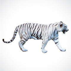 white tiger big, in zoo at thailand.