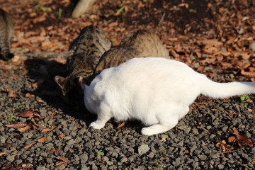 動物, 白, 哺乳動物, ヤギ, ファーム, かわいい, ヒツジ, 神の子羊, ドッグ, 自然, 子猫, お気に入りの, 家庭の, 草, 若い, 赤ちゃん, リス, 家畜, 小さい, 農学, 毛皮, 動物, ウィルト, 野生生物, 緑