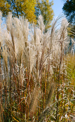 Miscanthus sinensis Malepartus