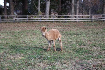 シカ, 動物, 自然, 野生生物, 哺乳動物, 草, ウィルト, 若い, 動物, 赤ちゃん, 雌鹿, うま, 子鹿, zoo, 野原, 毛皮, 茶色, かわいい, ロバ, アウトドア, アンテロープ, ファーム, 緑, 放牧