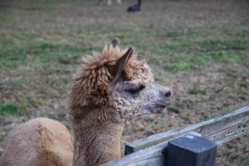 Obraz premium 動物, ラマ, アルパカ, 哺乳動物, 自然, うま, 毛皮, 野生生物, ロバ, 赤ちゃん, かわいい, ファーム, ウィルト, 茶色, 草, ワラビー, 頭, 動物, 白, 若い, 子馬, カンガルー, オオカミ, ear, zoo