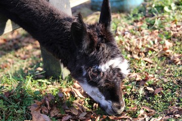 動物, ロバ, 哺乳動物, 自然, ファーム, ヤギ, 草, ミュール, かわいい, 茶色, うま, 家庭の, 家畜, 頭, ヘラジカ, ルーラル, ポートレート, 野生生物, 動物, 緑, 野原, ear, 農学, ウィルト