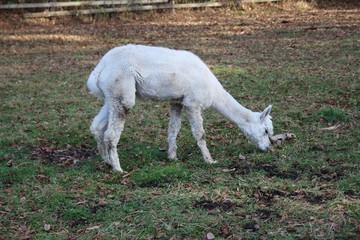 動物, ヤギ, 白, ファーム, うま, ヒツジ, 草, 哺乳動物, 神の子羊, 自然, 野原, 牧草地, 動物, 緑, かわいい, 牧草, 農学, 若い, とぶ, キッズ, ルーラル, 赤ちゃん, 家畜, 牛乳, 家庭の