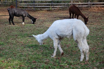 動物, ヒツジ, ファーム, ヤギ, 白, 神の子羊, 草, 哺乳動物, 農学, 野原, 自然, 若い, とぶ, 牧草地, かわいい, 緑, うま, 赤ちゃん, 動物, 農業, 羊毛, キッズ, 牧草, 神の子羊, 家畜