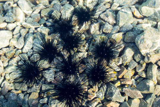 Long spined sea urchins underwater off the coast of the Red Sea