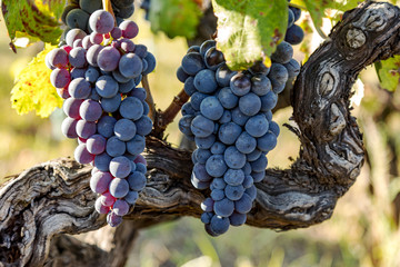Ripe grapes on the vine - 236926910