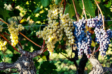 Ripe grapes on the vine