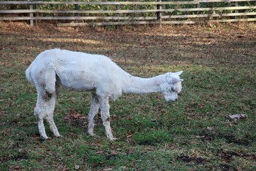 神の子羊, ヒツジ, 動物, ファーム, 白, 草, かわいい, 哺乳動物, とぶ, 若い, 農学, ヤギ, 野原, 自然, 赤ちゃん, 神の子羊, 緑, 羊毛, うま, 牧草地, 農業, 牧草, 動物, アルパカ, いなか