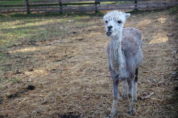 ヒツジ, 動物, 神の子羊, ファーム, 草, 自然, 白, 哺乳動物, 農学, 野原, 羊毛, かわいい, 若い, 農業, 神の子羊, 動物, 緑, 家畜, とぶ, 赤ちゃん, 雌羊, アルパカ, うま, いなか, 牧草地