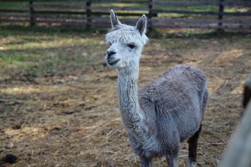 動物, シカ, 哺乳動物, 自然, 野生生物, ウィルト, ラマ, 草, ロバ, 若い, 茶色, アルパカ, 赤ちゃん, 頭, かわいい, 緑, ファーム, zoo, 毛皮, ミュール, ラマ僧, ポートレート, グアナコ, 子鹿, 野原