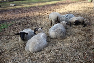 ヒツジ, 動物, ファーム, 草, 神の子羊, 野原, 農学, 羊毛, 自然, 白, 農業, 動物, あつめる, 緑, 牧草地, 家畜, 牧草, いなか, 哺乳動物, とぶ, 風景, あつまる, 放牧, ルーラル, 国