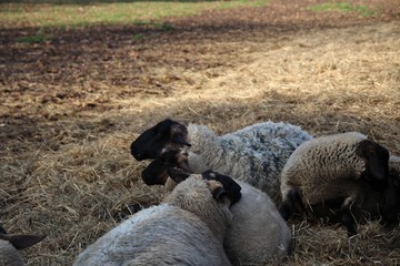 ヒツジ, 動物, ファーム, 神の子羊, 羊毛, 草, 農学, 自然, 野原, 哺乳動物, 白, 動物, 牧草地, 農業, 家畜, あつまる, 緑, あつめる, ルーラル, 放牧, 牧草, 雌羊, とぶ, いなか, 風景
