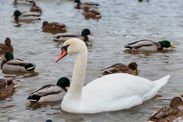 White swans surrounded by ducks swim in the freezing winter river.