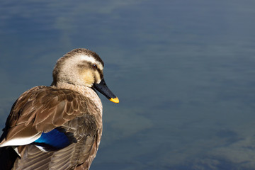 close up of eastern spot-billed duck