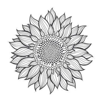 Sunflower.Sketch. Hand draw vector illustration, isolated floral element for design on white background. Outline drawing.