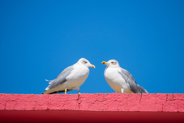 Two seagulls standing on red stone wall