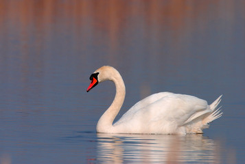 Single Mute swan bird on a water surface of the Biebrza river wetlands in Poland during a spring nesting period