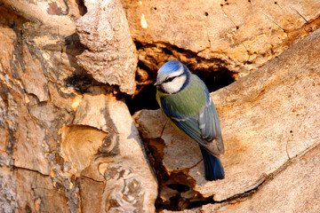 Single Blue tit bird on a tree trunk over the Biebrza river wetlands in Poland during a spring nesting period © Art Media Factory
