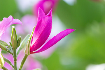 Chongkho flowers (Bauhinia purpurea) in the garden with natural background.
