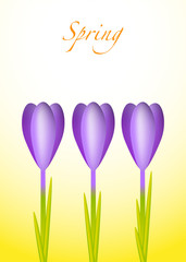 Three violet crocuses on a spring background