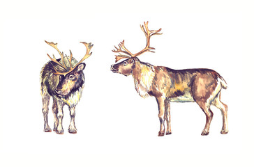 Reindeers male standing, front and side view, isolated watercolor illustration