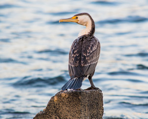 Pied Cormorant at the Seaside