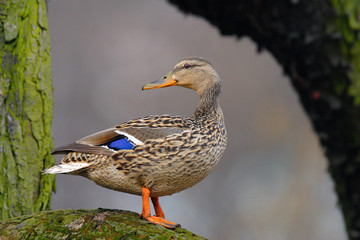 Single adult female Mallard Duck bird on a tree branch over the Biebrza river wetlands in Poland in early spring nesting period