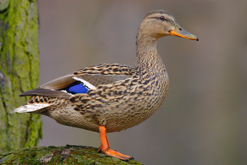 Single adult female Mallard Duck bird on a tree branch over the Biebrza river wetlands in Poland in early spring nesting period