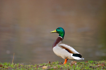 Naklejka na ściany i meble Single adult male Mallard Duck bird on a grassy wetlands of the Biebrza river in Poland in early spring nesting period