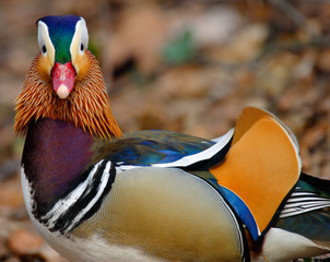 Single male Mandarin Duck bird resting on grassy wetland of Biebrza river in Poland during spring nesting period