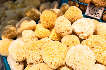 Natural Marine Sea Sponge On Market Stand