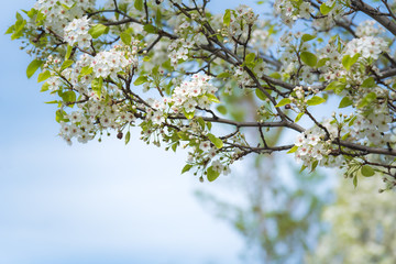 Close-up of tree branches covered in white flowers with blue sky in background