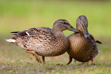 Two adult female Mallard Duck birds on a grassy wetlands of the Biebrza river in Poland in early spring nesting period