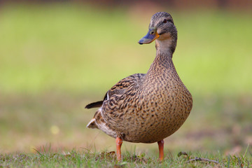 Single adult female Mallard Duck bird on a grassy wetlands of the Biebrza river in Poland in early spring nesting period