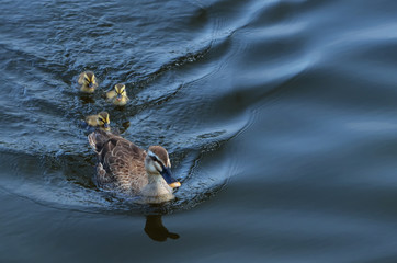 eastern spot-billed ducks in water, ducklings followed their mother
